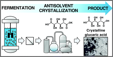 Separation of bio-based glucaric acid via antisolvent crystallization and azeotropic drying