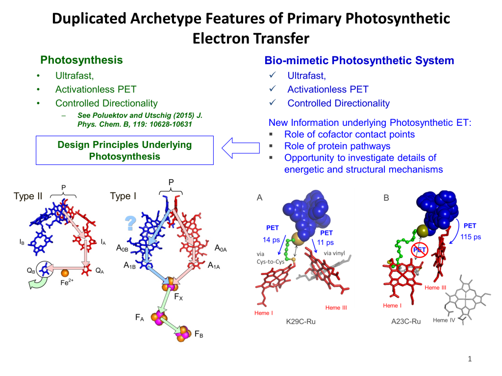 Duplicated Archetype Features of Primary Photosynthetic Electron Transfer_2